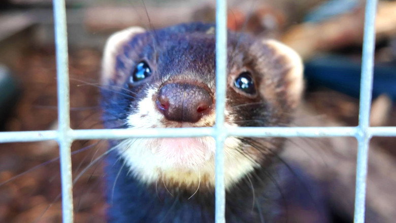 We Can’t Invent a Robot Better Than These Ferrets